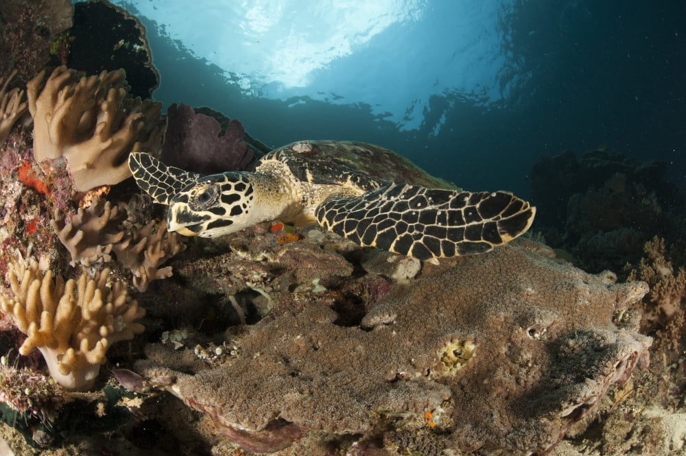 Close-up view of a Hawksbill sea turtle on a reef in Raja Ampat Canvas Art - Steve JonesStocktrek Images (18 x 12)