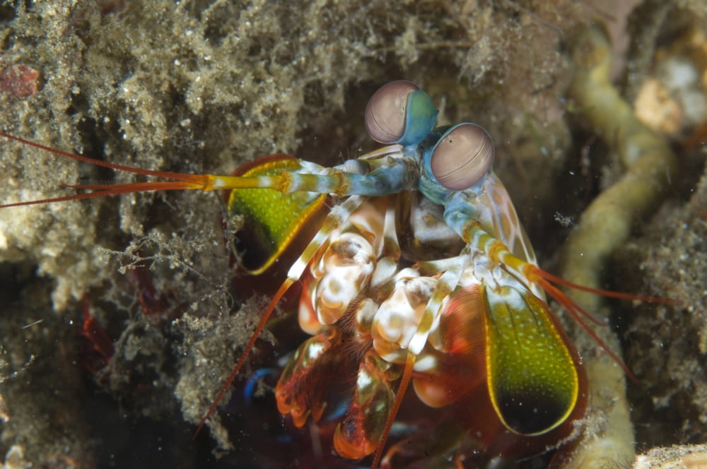 Close-up view of a Mantis Shrimp Papua New Guinea Canvas Art - Steve JonesStocktrek Images (18 x 12)