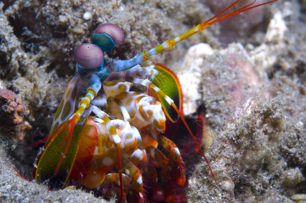 Close-up view of a Mantis Shrimp Papua New Guinea Canvas Art - Steve JonesStocktrek Images (18 x 12)