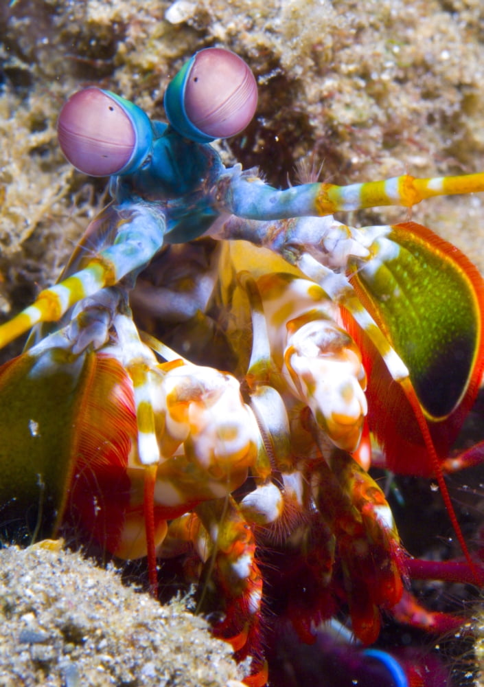 Close-up view of a Mantis Shrimp Papua New Guinea Canvas Art - Steve JonesStocktrek Images (24 x 34)