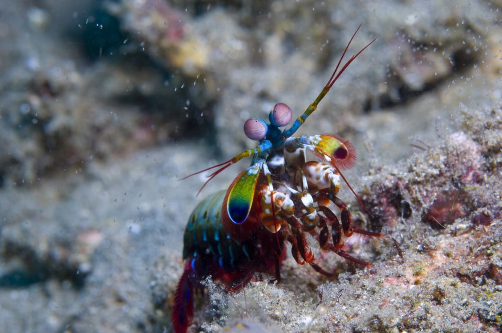 Close-up view of a Mantis Shrimp Papua New Guinea Canvas Art - Steve JonesStocktrek Images (35 x 23)