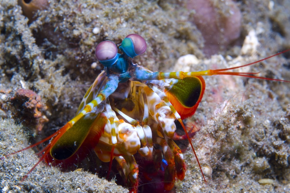 Close-up view of a Mantis Shrimp Papua New Guinea Canvas Art - Steve JonesStocktrek Images (35 x 23)