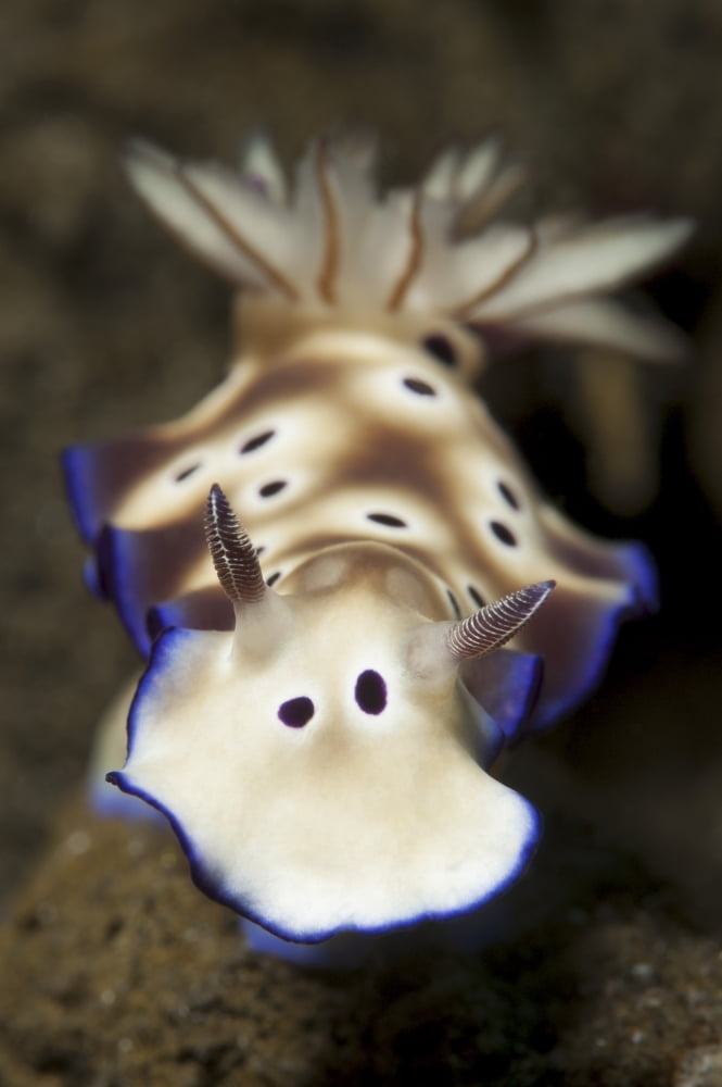 Close-up view of a Risbecia tryoni nudibranch Canvas Art - Steve JonesStocktrek Images (12 x 17)