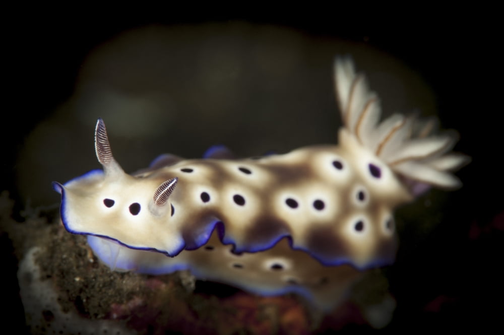 Close-up view of a Risbecia tryoni nudibranch Canvas Art - Steve JonesStocktrek Images (17 x 12)