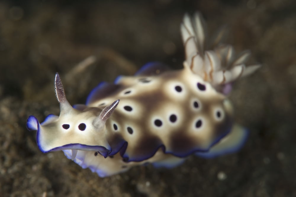 Close-up view of a Risbecia tryoni nudibranch Canvas Art - Steve JonesStocktrek Images (17 x 12)