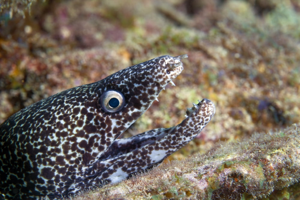 Close-up view of a Spotted Moray Eel with an open mouth Key Largo Florida Canvas Art - Michael WoodStocktrek Images (35 x 23)