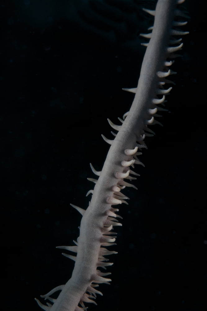Close-up view of a Whip Coral Canvas Art - Terry MooreStocktrek Images (23 x 35)