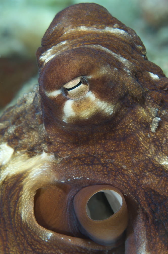 Close-up view of a common octopus Kimbe Bay Papua New Guinea Canvas Art - Steve JonesStocktrek Images (23 x 35)