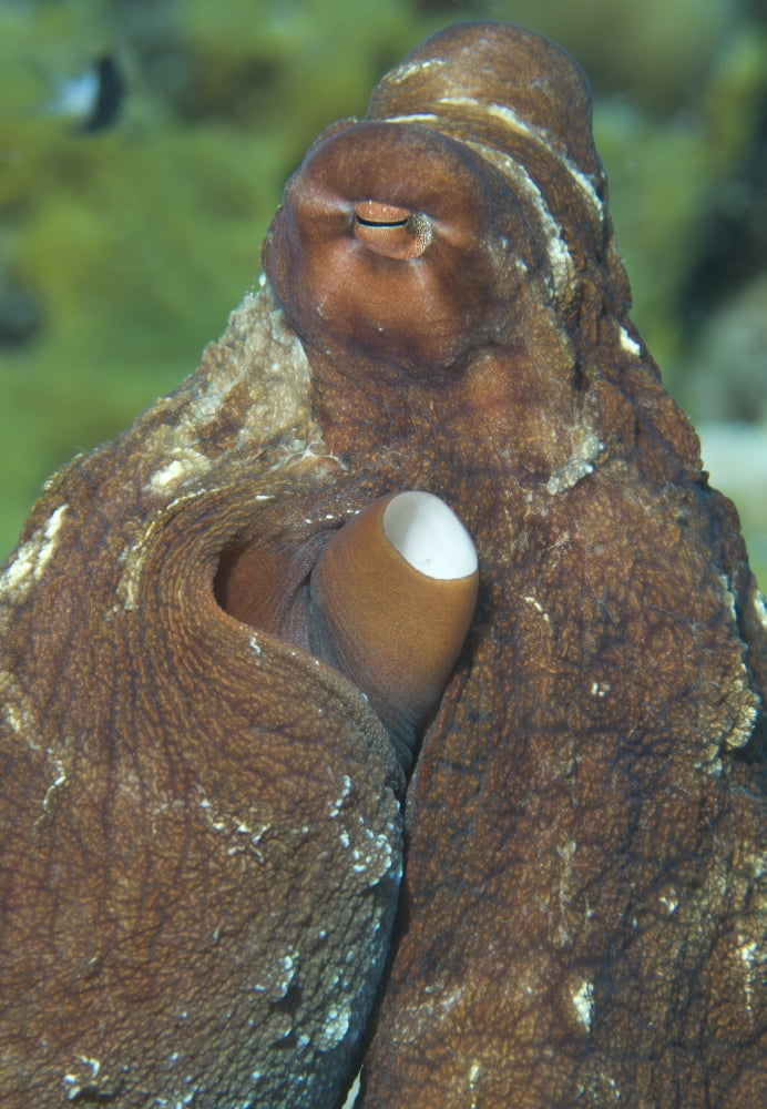 Close-up view of a common octopus Kimbe Bay Papua New Guinea Canvas Art - Steve JonesStocktrek Images (24 x 35)