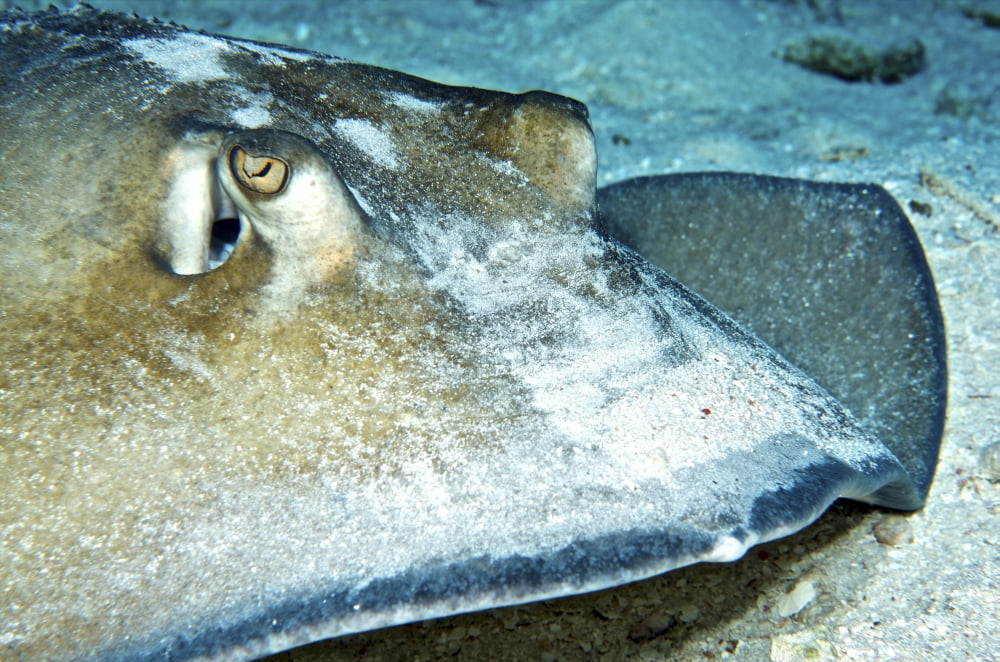 Close-up view of a female Southern Atlantic Stingray Canvas Art - Amanda NichollsStocktrek Images (35 x 23)