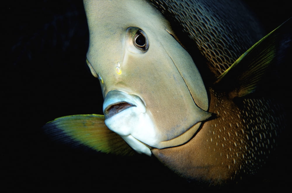 Close-up view of a gray angelfish Grand Cayman Canvas Art - Amanda NichollsStocktrek Images (34 x 23)