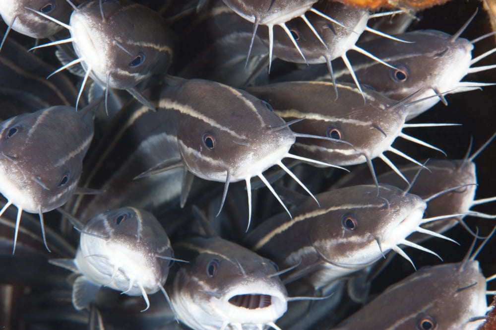 Close-up view of a group of catfish Canvas Art - Beverly FactorStocktrek Images (35 x 23)