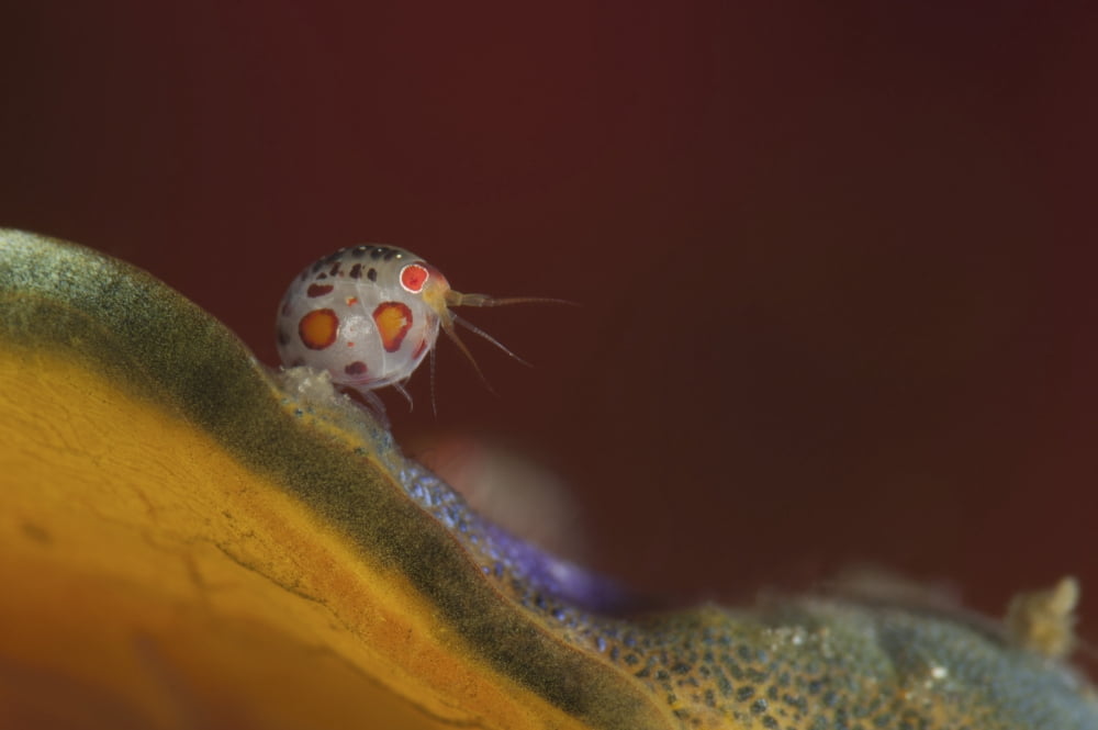 Close-up view of a ladybug amphipod Cyproidea species Canvas Art - Steve JonesStocktrek Images (34 x 23)