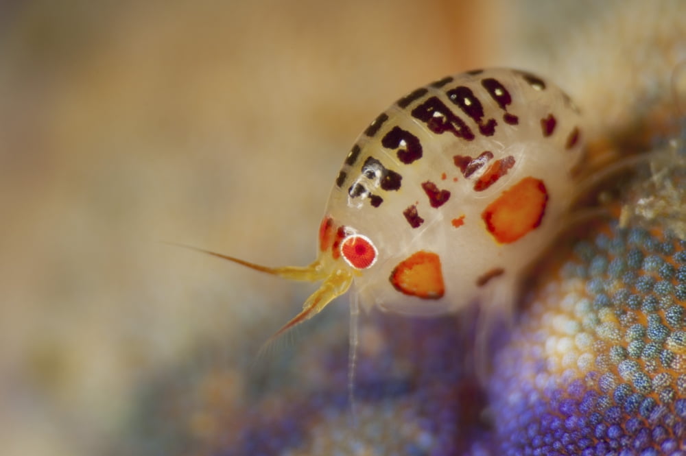 Close-up view of a ladybug amphipod Cyproidea species Canvas Art - Steve JonesStocktrek Images (34 x 23)