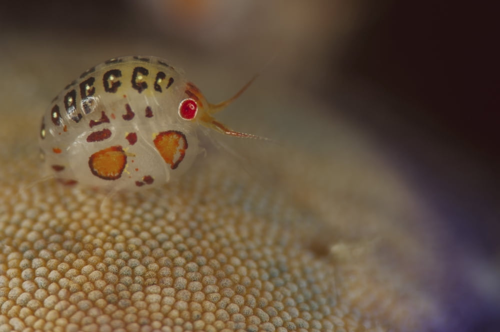 Close-up view of a ladybug amphipod Cyproidea species Canvas Art - Steve JonesStocktrek Images (34 x 23)