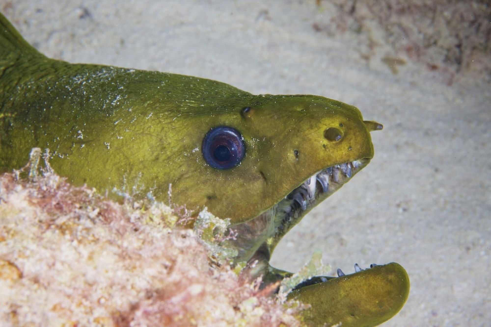 Close-up view of a large green moray eel Canvas Art - Terry MooreStocktrek Images (18 x 12)