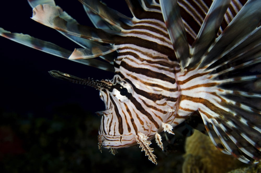 Close-up view of a lionfish Curacao Canvas Art - Brent BarnesStocktrek Images (34 x 23)