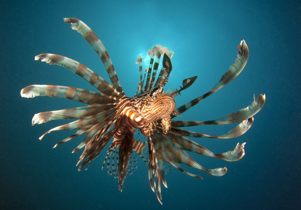 Close-up view of a lionfish Gorontalo Indonesia Canvas Art - Steve JonesStocktrek Images (17 x 12)