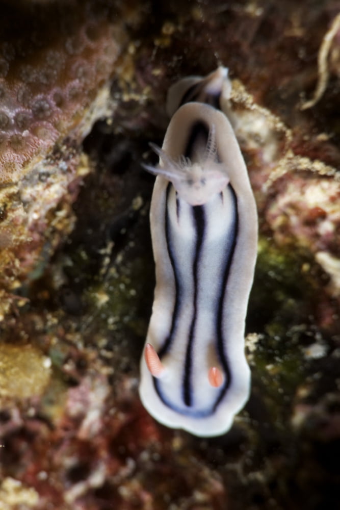 Close-up view of a nudibranch feeding on the reef Fiji Canvas Art - Terry MooreStocktrek Images (23 x 35)