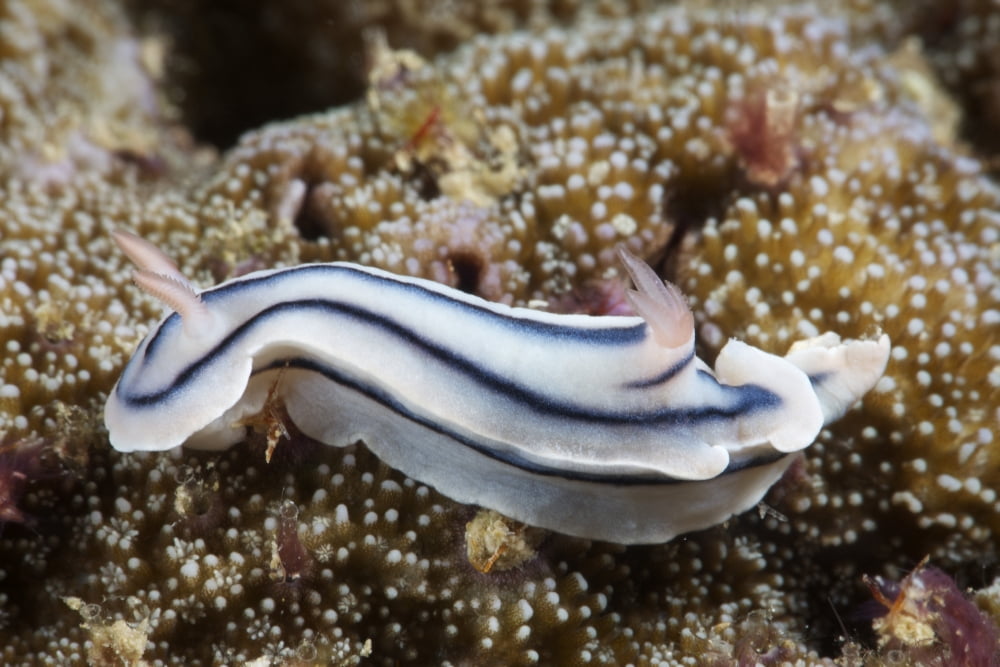 Close-up view of a nudibranch feeding on the reef Fiji Canvas Art - Terry MooreStocktrek Images (35 x 23)