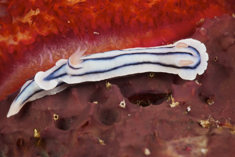Close-up view of a nudibranch feeding on the reef Fiji Canvas Art - Terry MooreStocktrek Images (35 x 23)