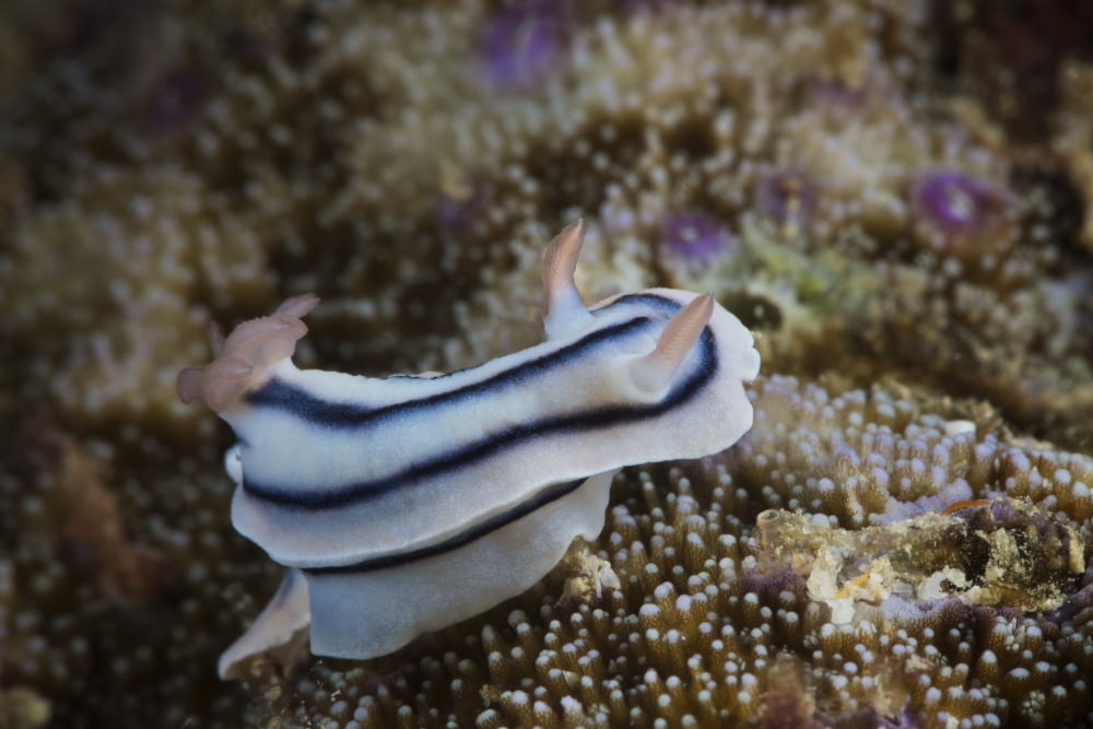 Close-up view of a nudibranch feeding on the reef Fiji Canvas Art - Terry MooreStocktrek Images (35 x 23)