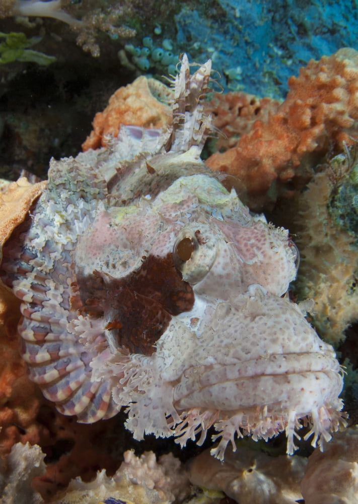 Close-up view of a tassled scorpionfish showing pale pink coloration Canvas Art - Steve JonesStocktrek Images (24 x 34)