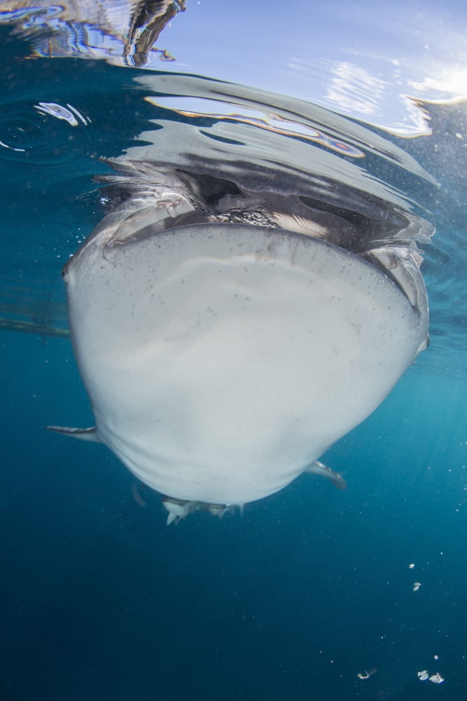 Close-up view of a whale shark breaching the surface Canvas Art - Mathieu MeurStocktrek Images (12 x 17)