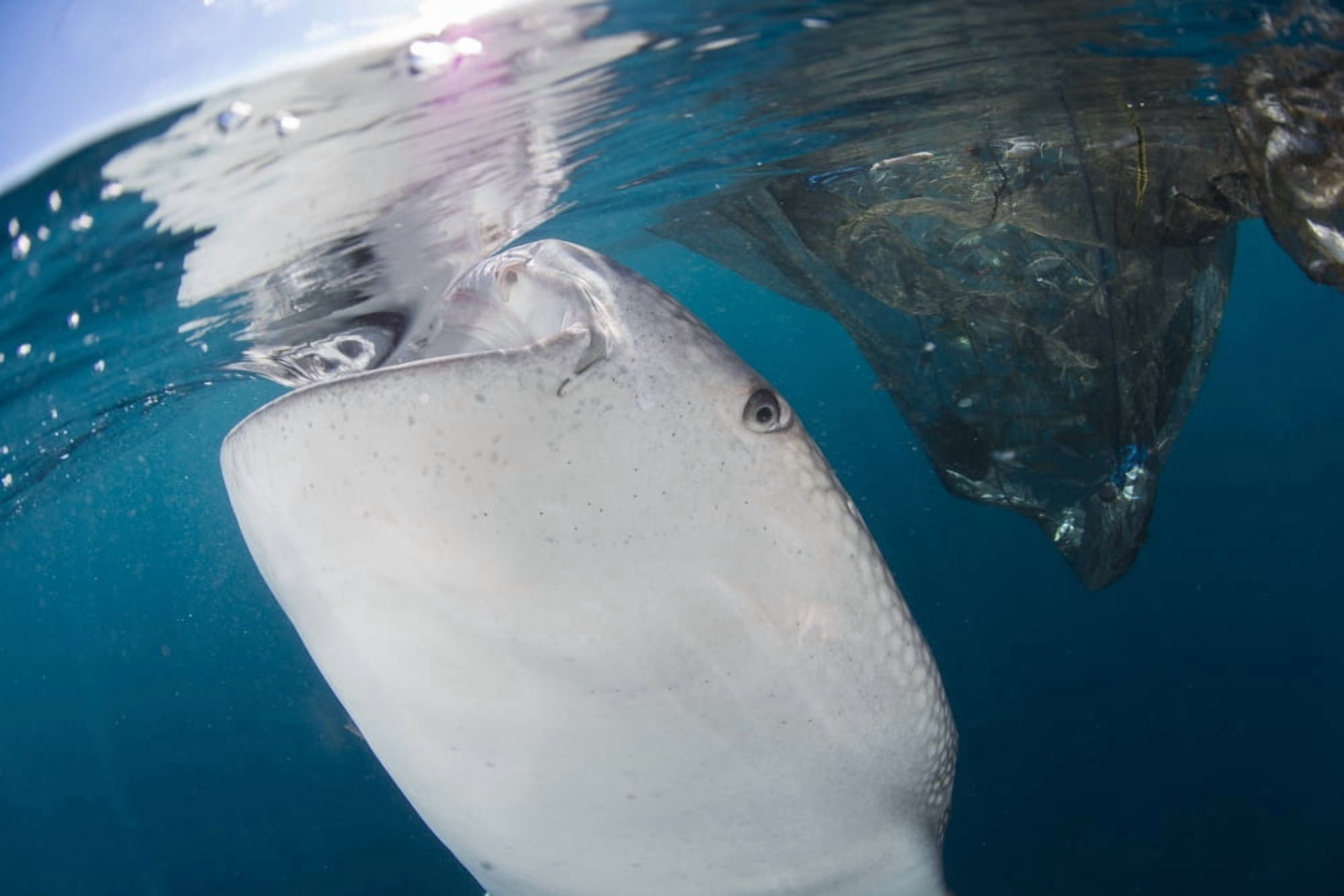 Close-up view of a whale shark breaching the surface Canvas Art - Mathieu MeurStocktrek Images (17 x 12)