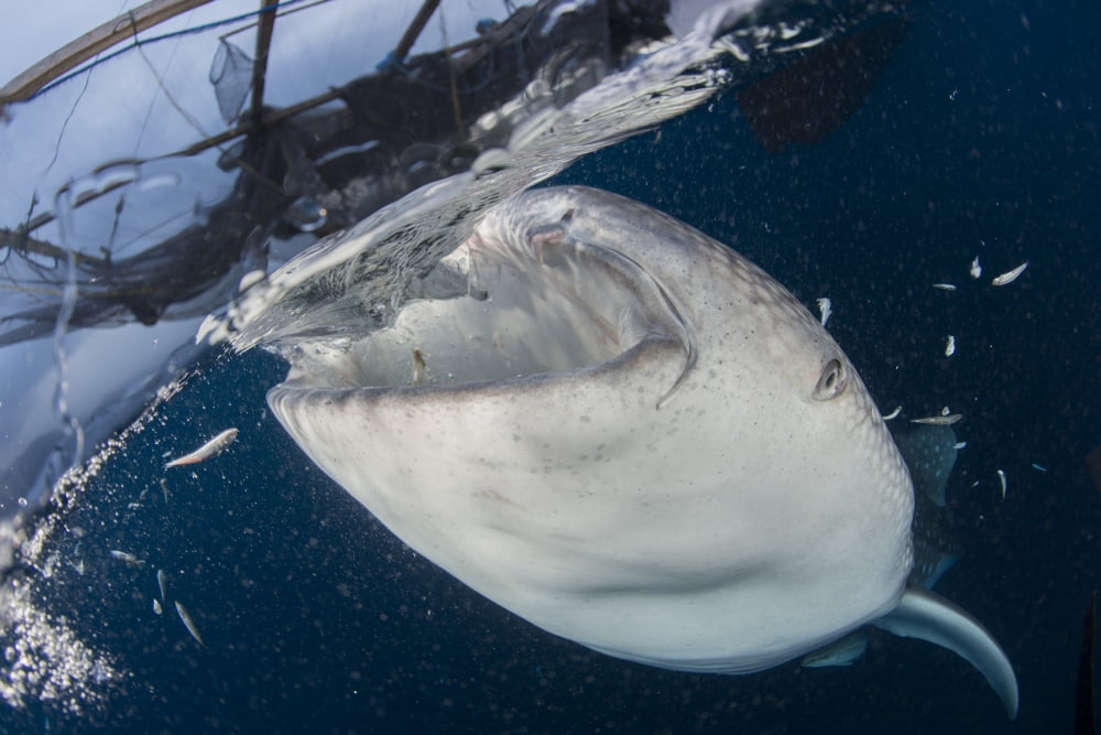 Close-up view of a whale shark breaching the surface Canvas Art - Mathieu MeurStocktrek Images (17 x 12)