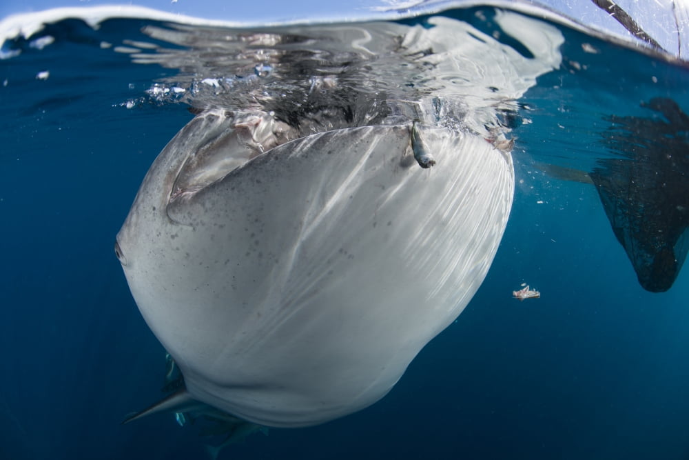 Close-up view of a whale shark breaching the surface Canvas Art - Mathieu MeurStocktrek Images (17 x 12)