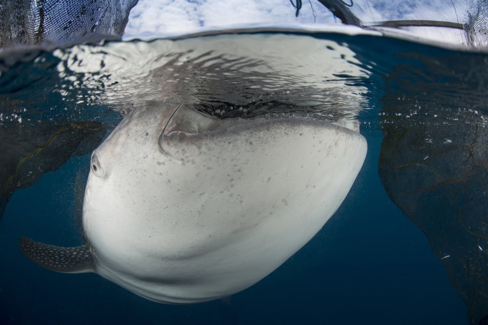 Close-up view of a whale shark breaching the surface Canvas Art - Mathieu MeurStocktrek Images (17 x 12)