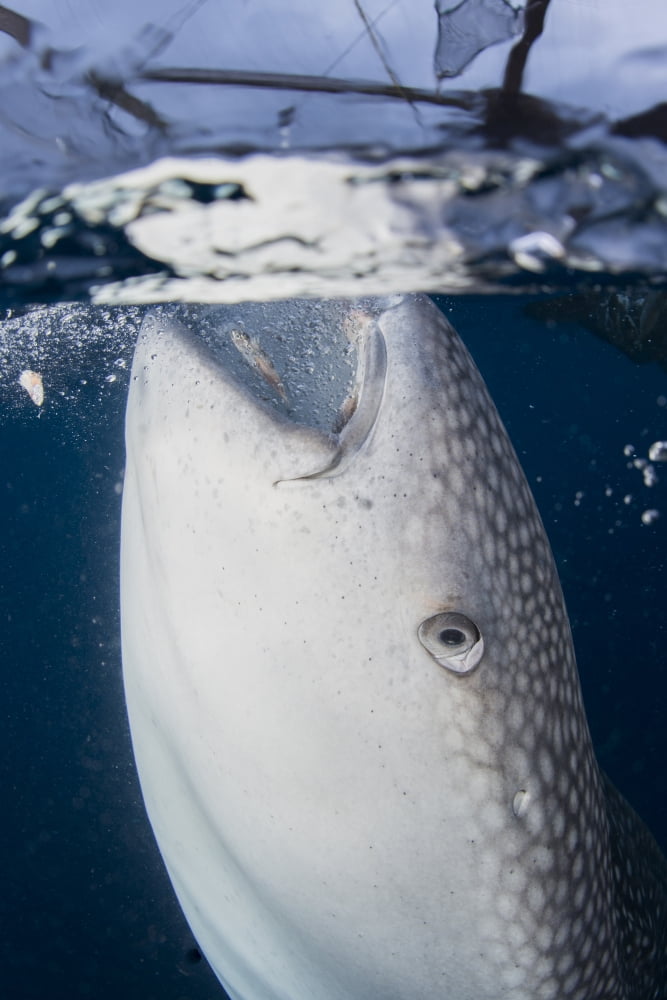 Close-up view of a whale shark breaching the surface Canvas Art - Mathieu MeurStocktrek Images (23 x 34)