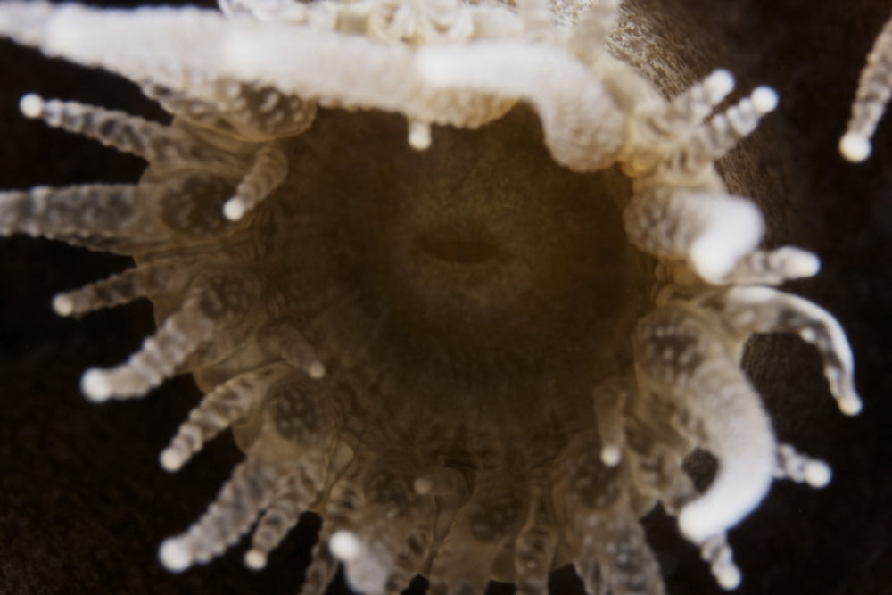 Close-up view of an individual coral polyp Canvas Art - Terry MooreStocktrek Images (18 x 12)