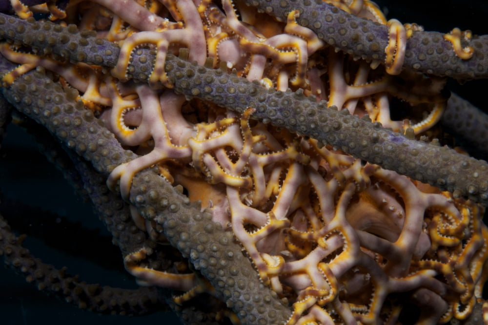 Close-up view of basket stars feeding at night Canvas Art - Terry MooreStocktrek Images (18 x 12)