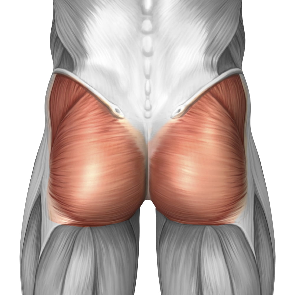 Close-up view of human gluteal muscles Canvas Art - Stocktrek Images (29 x 29)