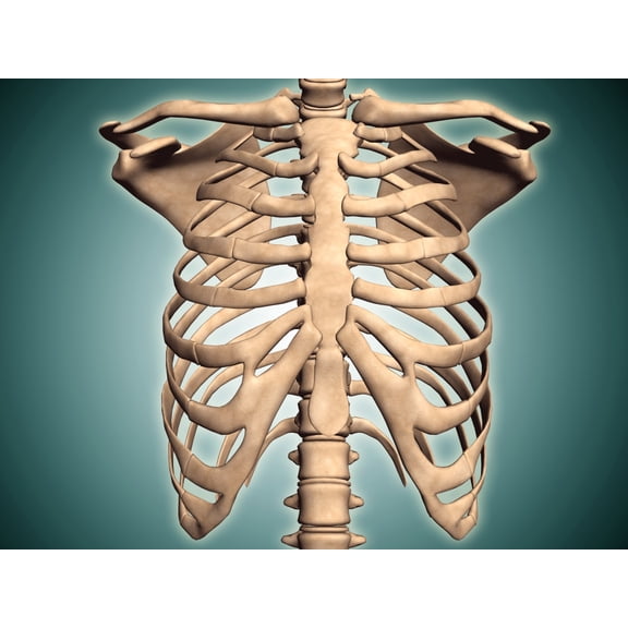 Close-up view of human rib cage Canvas Art - Stocktrek Images (17 x 13)