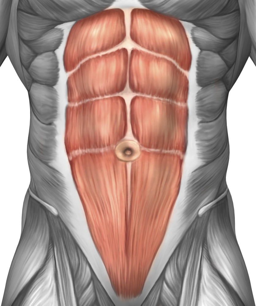 Close-up view of male abdominal muscles Canvas Art - Stocktrek Images (13 x 16)