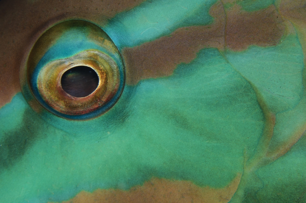 Close-up view of parrotfish eye Belize Canvas Art - Todd WinnerStocktrek Images (35 x 23)