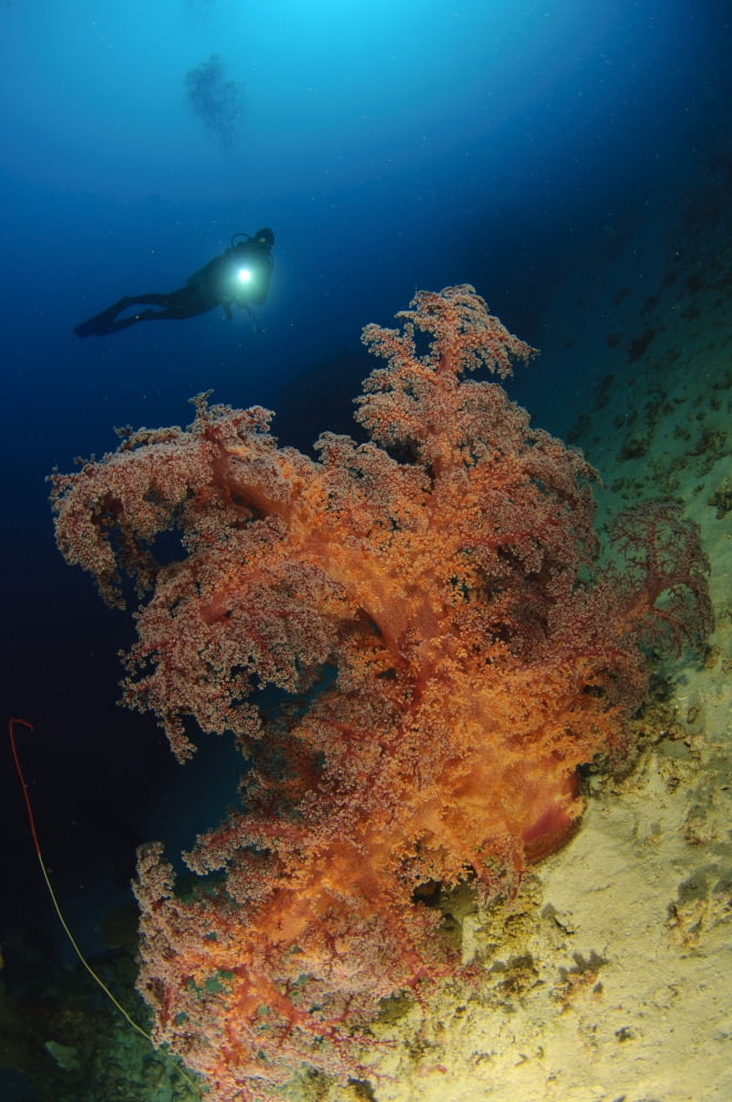 Close-up view of soft tree coral Gorontalo Sulawesi Indonesia Canvas Art - Steve JonesStocktrek Images (12 x 18)