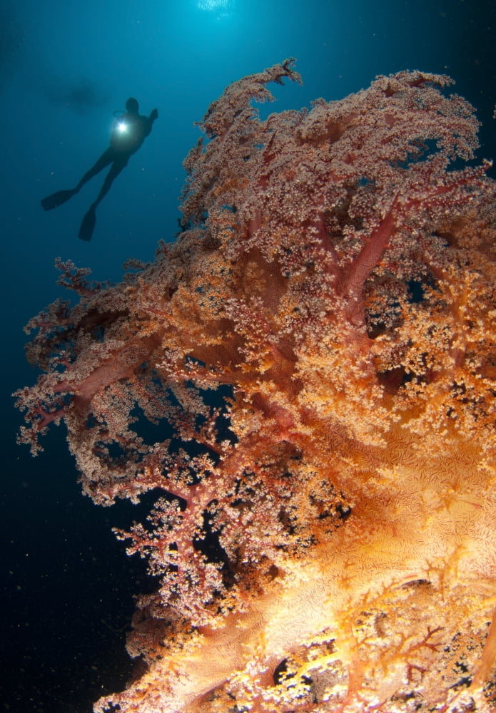 Close-up view of soft tree coral Gorontalo Sulawesi Indonesia Canvas Art - Steve JonesStocktrek Images (24 x 35)