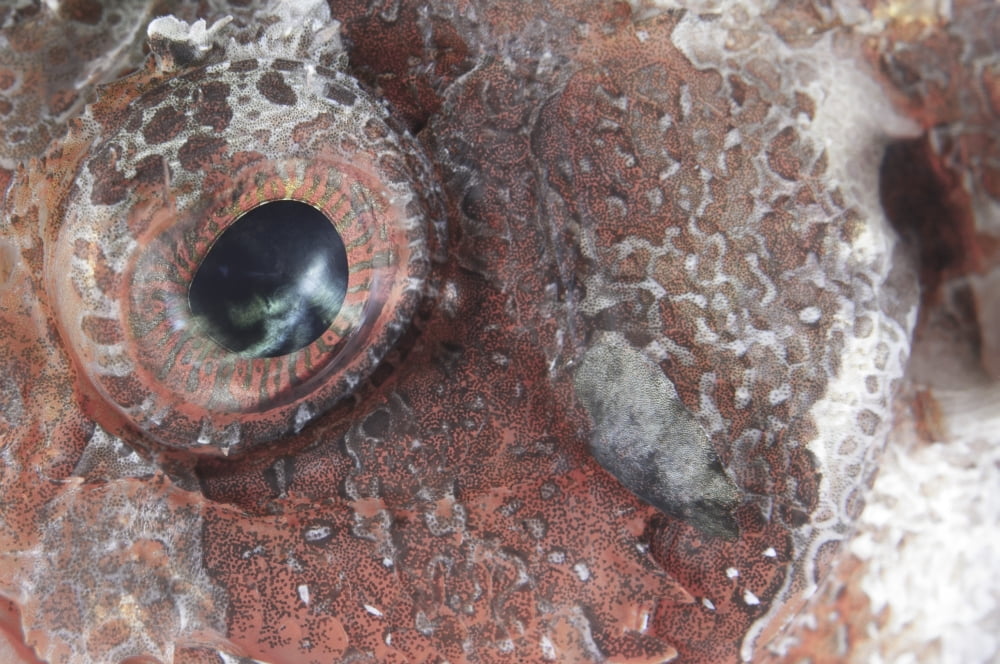 Close-up view of the eye of a tassled scorpionfish Canvas Art - Steve JonesStocktrek Images (17 x 12)