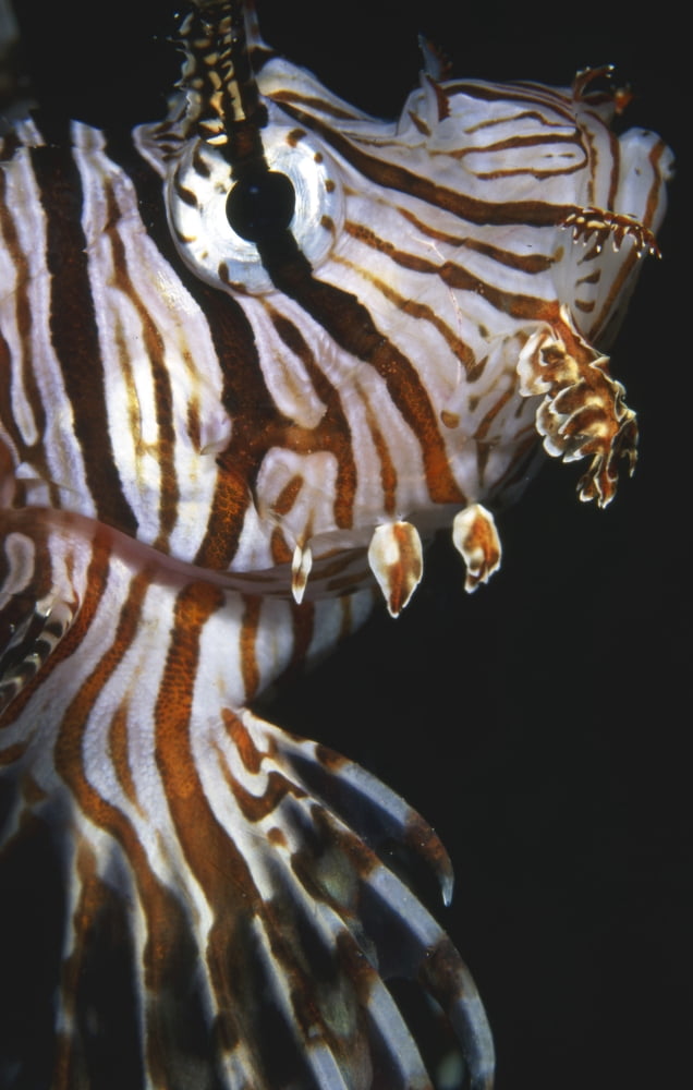 Close-up view of the face of a lionfish Indonesia Canvas Art - - (12 x 18)