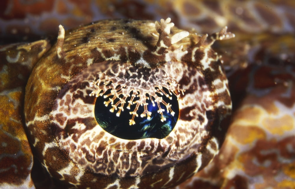 Close-up view of the the eyeball on a crocodilefish Indonesia Canvas Art - Beverly FactorStocktrek Images (35 x 23)