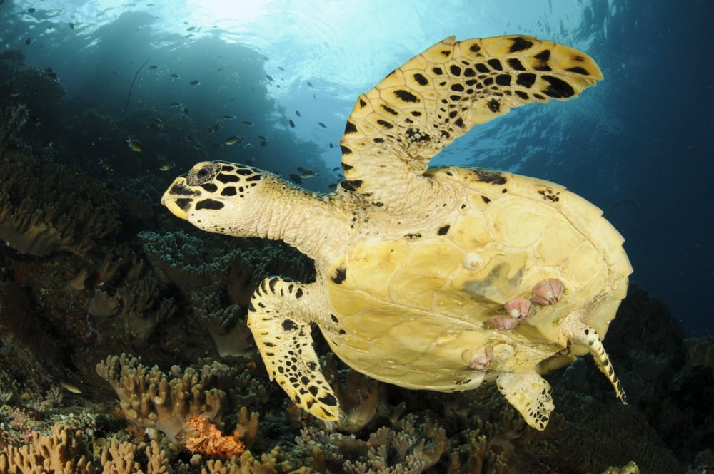 Close-up view of the underside of a Hawksbill sea turtle with barnacles Canvas Art - Steve JonesStocktrek Images (35 x 23)