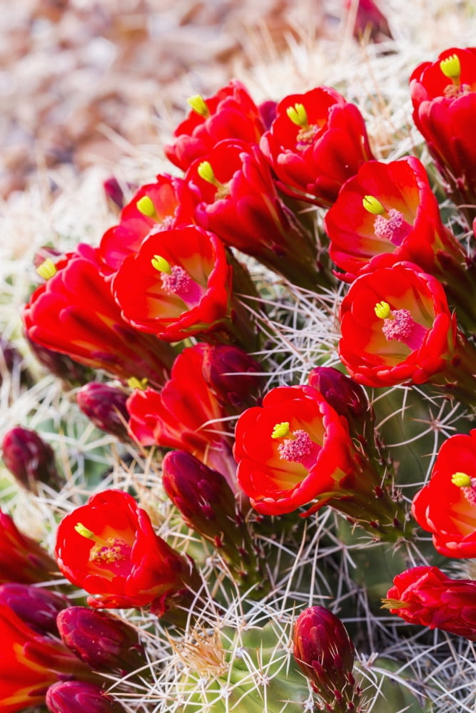 Close up view of Claret Cup Cactus (Echinocereus) flowers at sunset Colorado United States of America Canvas Art - Lynn Wegener Design Pics (12 x 19)