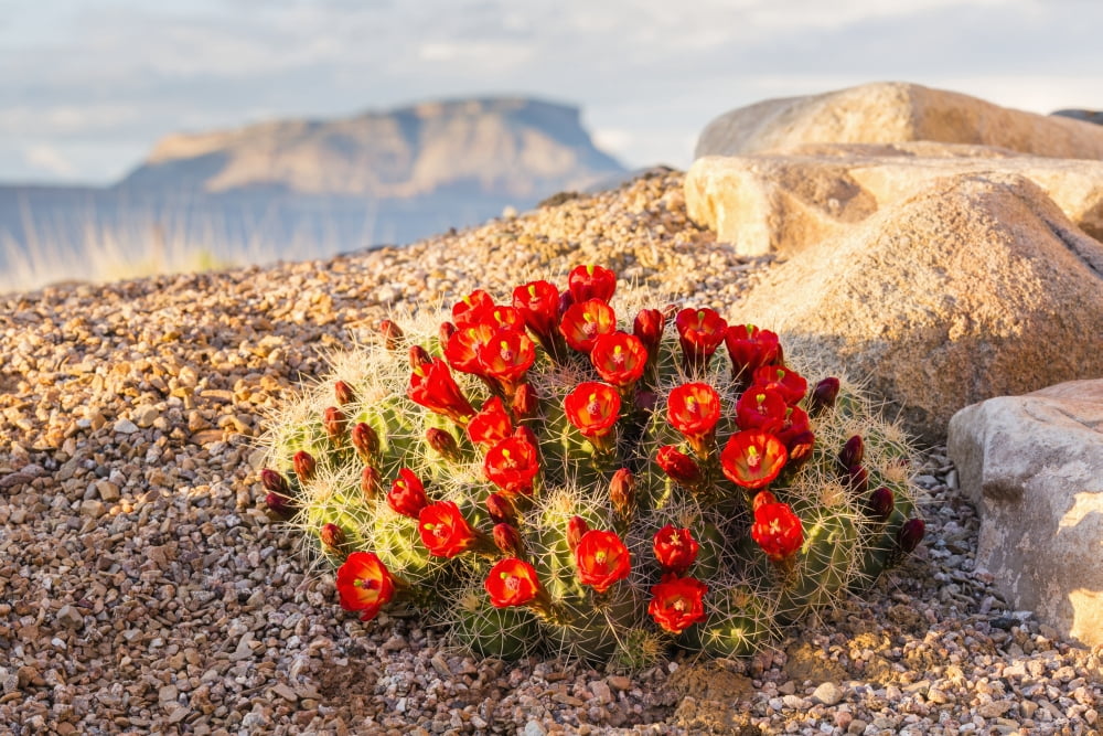 Close up view of Claret Cup Cactus (Echinocereus) flowers at sunset with Mt Garfield in the background Colorado United States of America Canvas Art - Lynn Wegener Design Pics (19 x 12)
