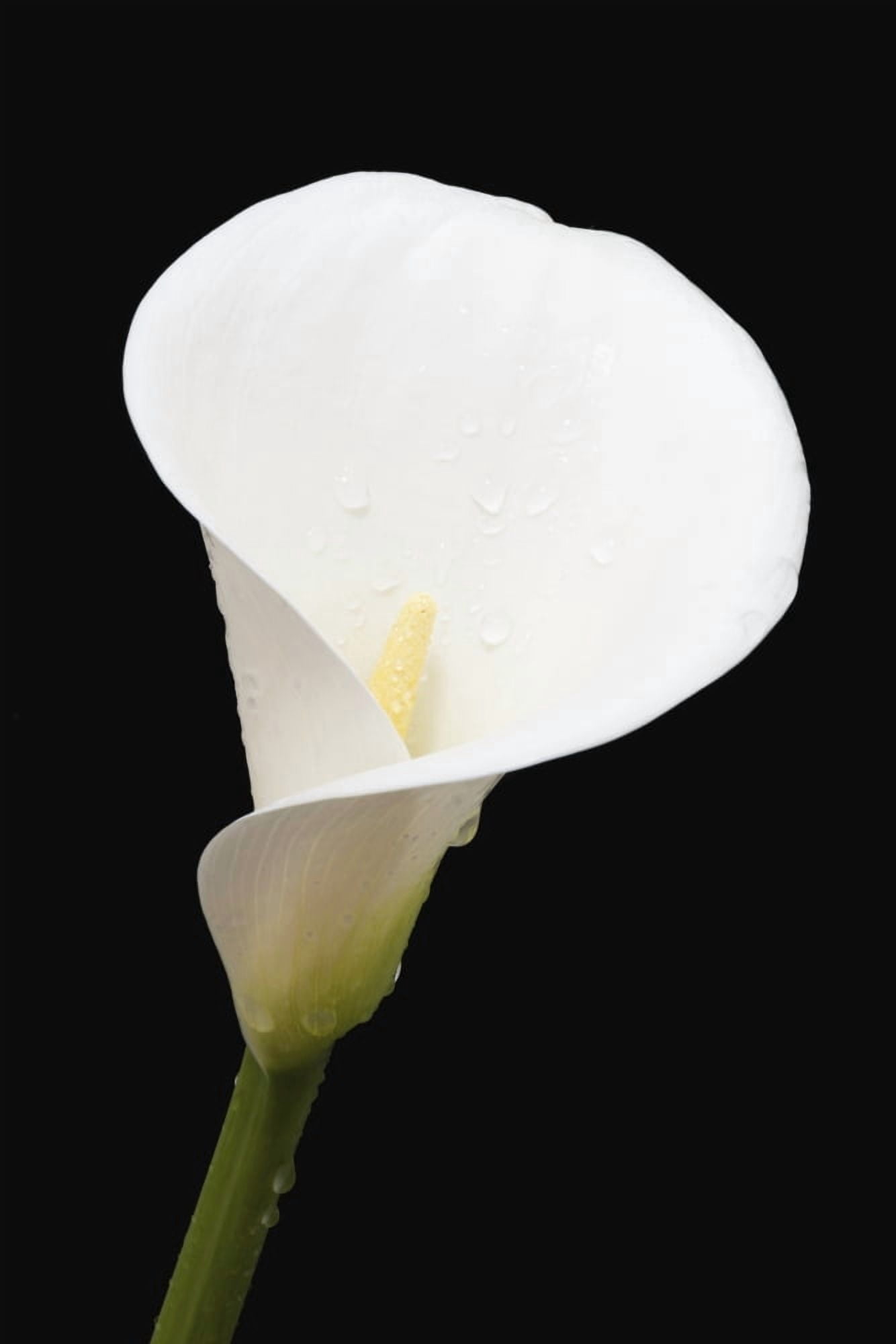 Close up of white arum or calla lily (Zantedeschia aethiopica) covered in water droplets against a black background London England Canvas Art - Nick Dale Design Pics (12 x 18)