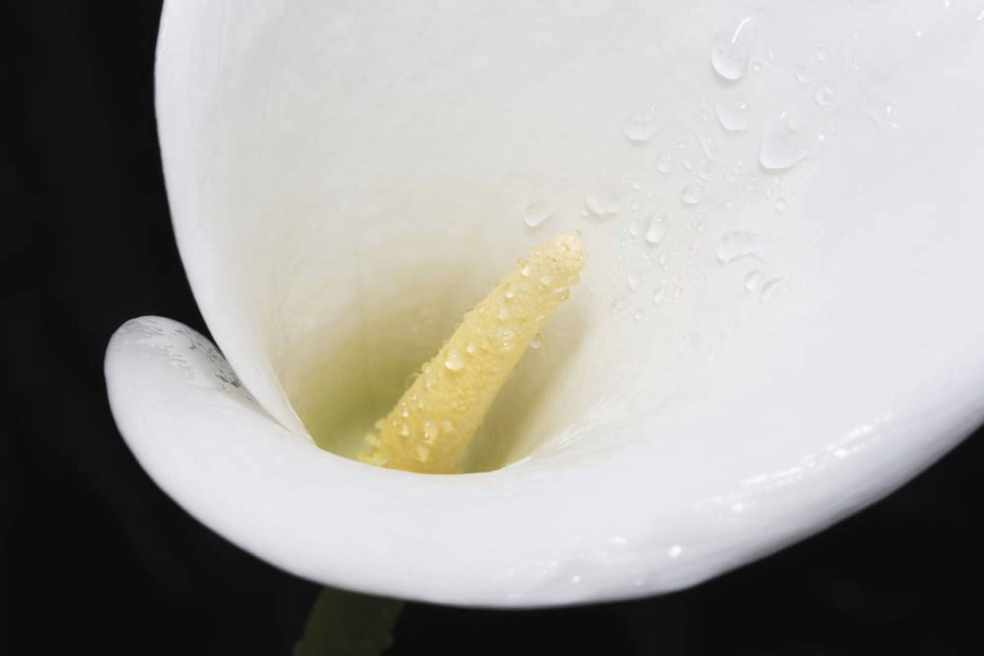 Close up of white arum or calla lily (Zantedeschia aethiopica) covered in water droplets viewed from above against a black background London England Canvas Art - Nick Dale Design Pics (38 x 24)