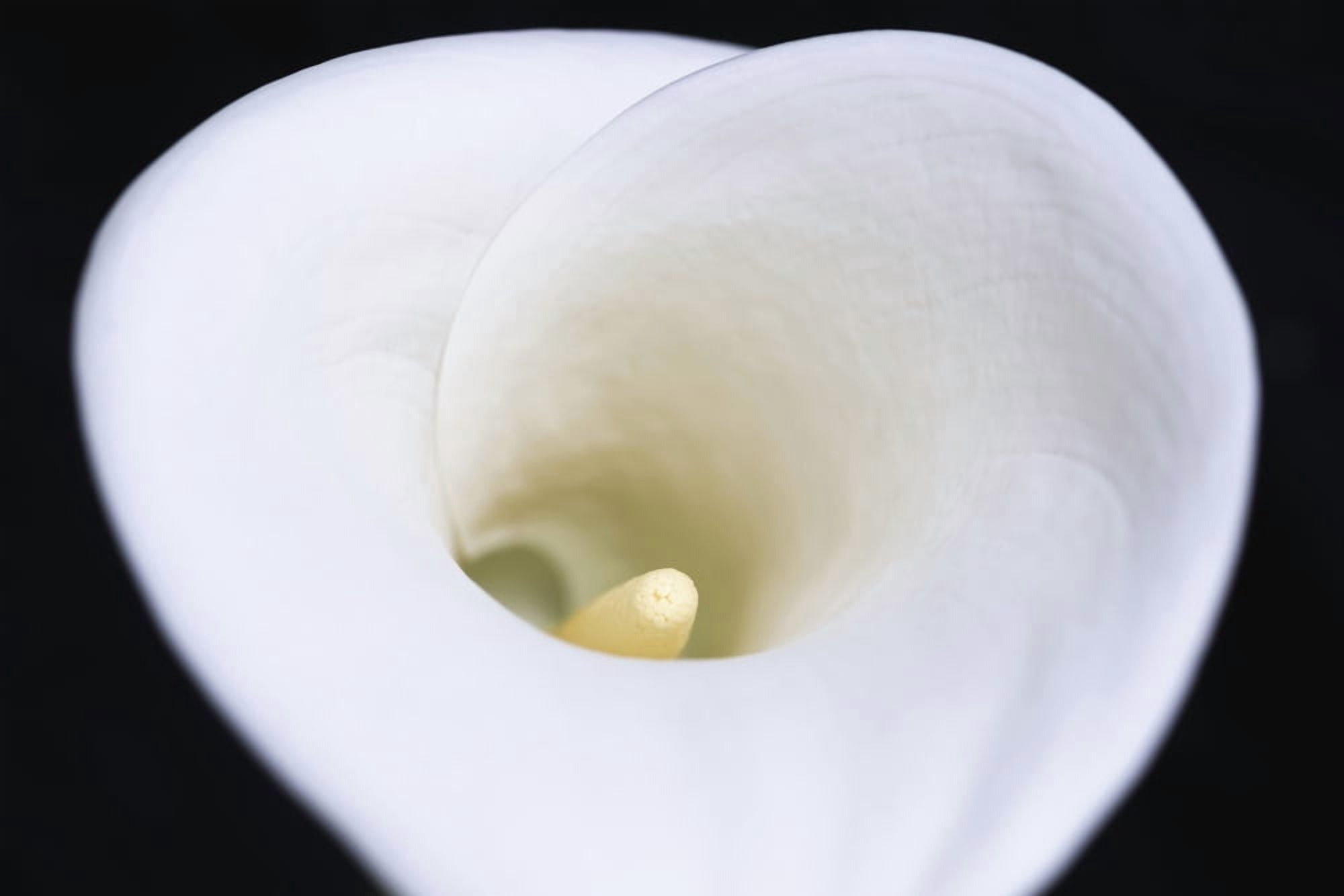 Close up of white arum or calla lily (Zantedeschia aethiopica) shot from above against a black background London England Canvas Art - Nick Dale Design Pics (18 x 12)